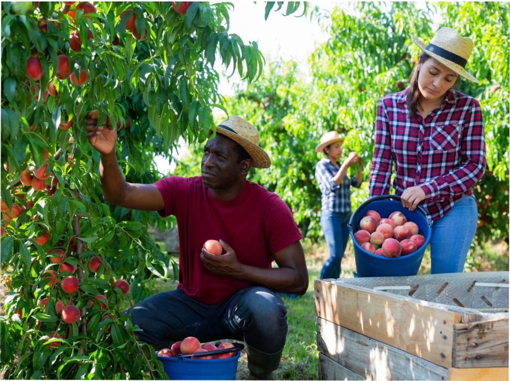Apply for $40,000 UK Fruit Picker Jobs with Visa Sponsorship