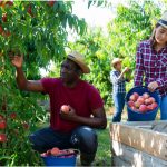 Apply for $40,000 UK Fruit Picker Jobs with Visa Sponsorship