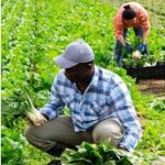 Farm Workers Jobs in UK With Visa Sponsorship