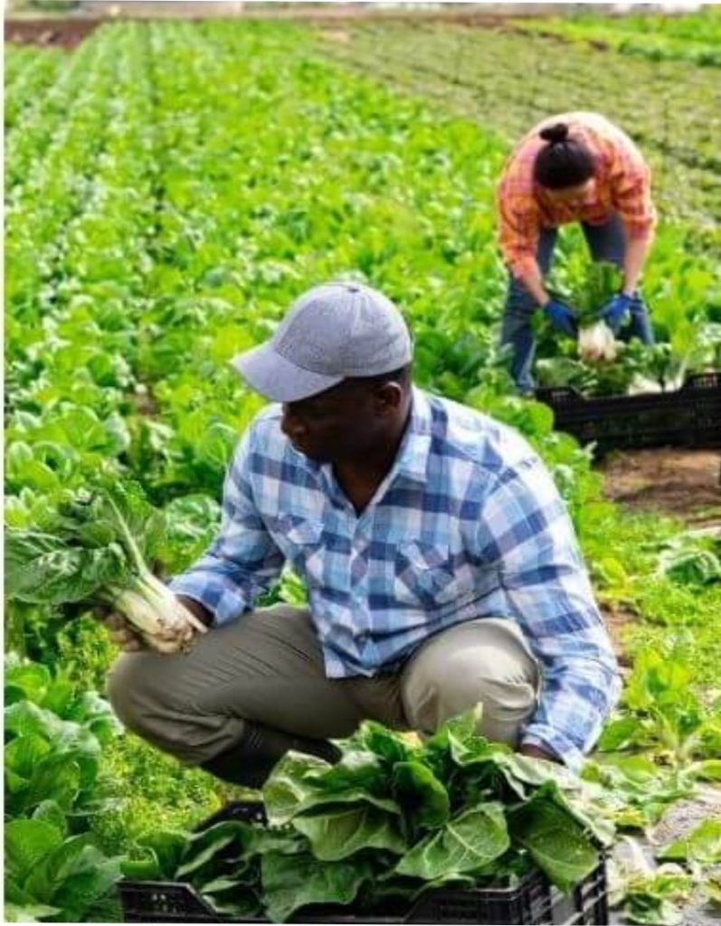 Farm Workers Jobs in UK With Visa Sponsorship